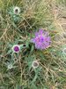 014gg CENTAUREA