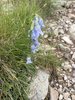 019gg CAMPANULA