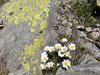 038gg LEUCANTHEMOPSIS ALPINA
