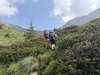 016gg TRA I RODODENDRI