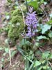 047gg ORCHIDEA