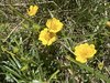 013gg POTENTILLA