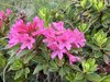 015gg RODODENDRO