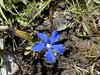 039gg GENZIANA  VERNA