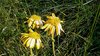 022 Arnica Alpina