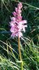 018 Orchidea Maculata