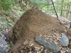 020gg INFO FORMICA RUFA