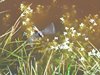 042 libellula