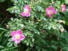 026 rosa pendulina