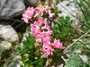 039 Rododendro Irsuto