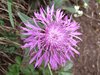 058 Centaurea