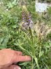 038gg ORCHIDEA MANINA PROFUMATA