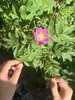 028gg ROSA CANINA