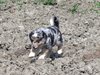 010 coccolone australianino