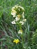 067 Pedicularis Spicata