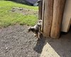 003gg CAGNOLINO