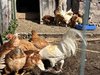 011gg GALLI E GALLINE
