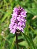 023 Orchidea Maculata