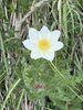 048gg ANEMONE