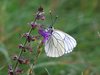 031 Gonepteryx Rhamny