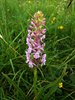 045 Orchidea Manina Rosea