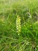 015mb ORCHIDEA CANDIDA