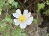 003gg ROSA ARVENSIS