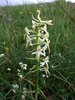 029 Platanthera