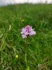 015mb ORCHIDEA DEI PASCOLI