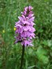 027 Orchidea Maculata