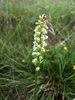 028 Orchidea Candida