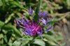 K20_6625 Fiordaliso Montano
