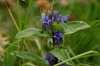K20_6699 Genziana Crociata