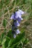 K20_6664 Campanula Barbata