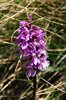 K20_6640 Orchidea Maculata