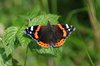 K20_6695 Vanessa Atalanta