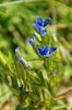 K20_6645 Genziana Niviale