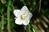 K20_6663 Parnassia Palustre
