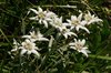 K20_6666 Stelle Alpine