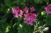 K20_6636 Rododendro Irsuto