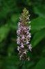 K20_6614 Manina Rosea