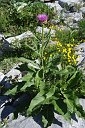 002 Cirsium gigante