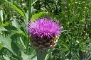 010 fiore Cirsium