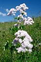 016 Thalictrum Aquilegifolium