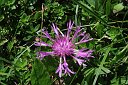 037Centaurea Nervosa