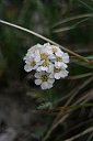 116 Achillea Clavenæ