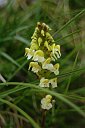 117 Pedicularis Ascendens