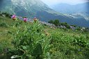 142 Cirsium giganti al panorama