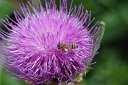 149 ape su Cirsium