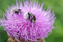 157 bombo su Cirsium